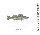 Zander icon. Outline colorful icon of zander fish on white. Vector illustration