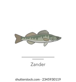 Zander icon. Outline colorful icon of zander fish on white. Vector illustration