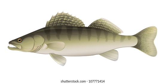 Zander Perch (Sander lucioperca) Freshwater Fish "Full compatible Vector. Created with gradients."