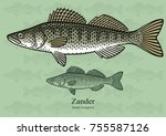 Zander, Pike perch. Vector illustration with refined details and optimized stroke that allows the image to be used in small sizes (in packaging design, decoration, educational graphics, etc.)