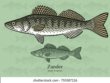 Zander, Pike perch. Vector illustration with refined details and optimized stroke that allows the image to be used in small sizes (in packaging design, decoration, educational graphics, etc.)