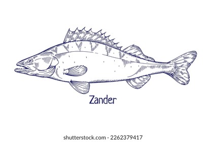 Zander, pikeperch, engraved outlined vintage ink drawing. Freshwater fish, water animal drawn in retro style. Sander lucioperca etching. Contoured vector illustration isolated on white background