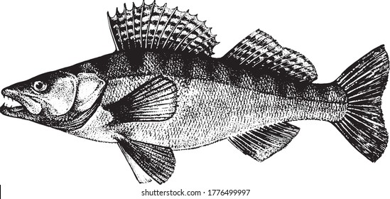 Zander, Pike-perch, Fish collection. Healthy lifestyle, delicious food. Hand-drawn images, black and white graphics.