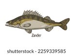 Zander, pikeperch, realistic vintage drawing. Freshwater fish, river water animal species drawn in retro style, side view. Sander lucioperca. Detailed vector illustration isolated on white background