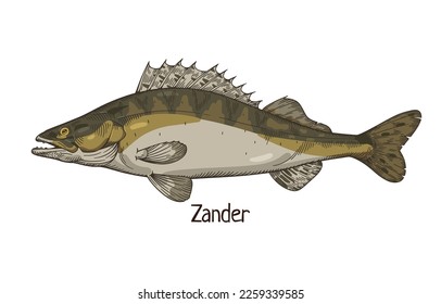 Zander, pikeperch, realistic vintage drawing. Freshwater fish, river water animal species drawn in retro style, side view. Sander lucioperca. Detailed vector illustration isolated on white background