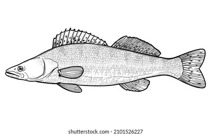Zander, Pike-perch. Vector sketch of a fish, isolated on a white background.