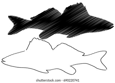 zander silhouette vector, (Sander lucioperca), 