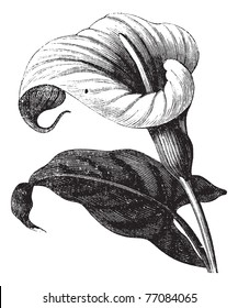 Zantedeschia aethiopica also known as Richardia Africana, flower, vintage engraved illustration of Zantedeschia aethiopica, flower, isolated against a white background. Trousset encyclopedia.