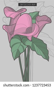 
Zantedeschia Arum Calla Lily bouquet of flowers plant vector illustration