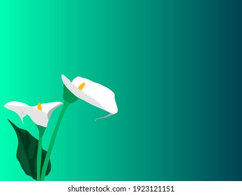 Zantedeschia Calla flowers on Green background, copyspace on image