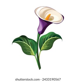 Zantedeschia Flower Illustration on White Background