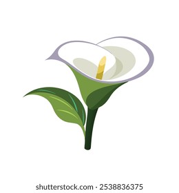 
Zantedeschia flower isolated flat vector illustration on white background