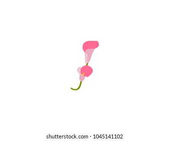 Zantedeschia isolated on white background. Vector calla flowers