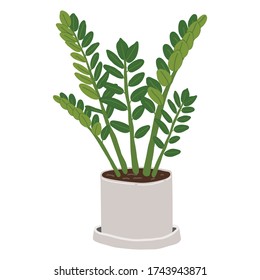 zanzibar gem in pot on white background, Hand Drawn zamioculcas zamiifolia, houseplant doodle style, cute Zuzu Plant, Emerald Palm Zamioculcas cartoon for you design, vector illustration