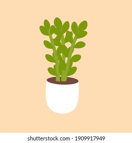 Zanzibar gem, ZZ plant vector illustration. Modern plant concept. Indoor. Design for infographic poster and plant shop banner. Flat style