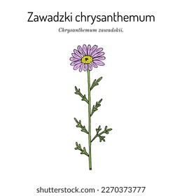 Zawadski Chrysanthemum (Chrysanthemum zawadskii), edible and medicinal plant. Hand drawn botanical vector illustration