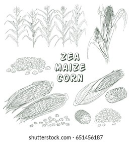 Zea, maize, corn. Hand drawn white and black vector illustration.