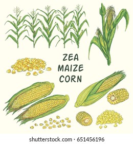 Zea, maize, corn. Hand drawn color vector illustration.