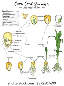 Estructura, función y desarrollo de la semilla de maíz Zea mays monocotilledon. Muestra el interior y el exterior de la semilla de maíz. para ilustraciones científicas, materiales educativos, artículos botánicos.