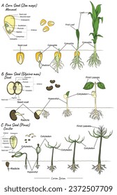 zea mays, glycine max and pinus Monocot, dicot and conifer seeds structure and development. for scientific illustrations, educational materials, botanical articles.