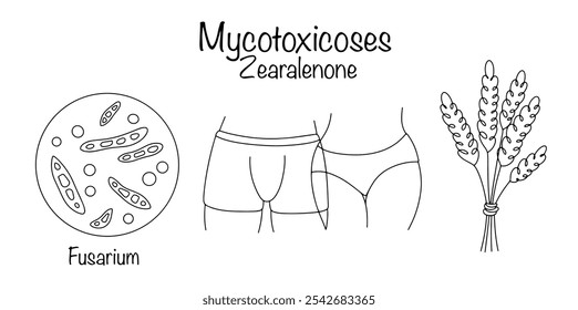 Zearalenone. Eating grain crops contaminated with Fusarium exhibits hormone-like effects and can cause reproductive system disorders in humans. Illustration on the theme of dangerous diseases.