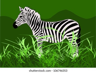 Zebra