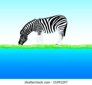 zebra