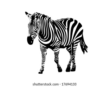 Zebra