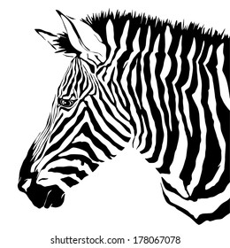 Zebra Stock Vector (Royalty Free) 178067078 | Shutterstock