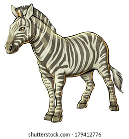 zebra