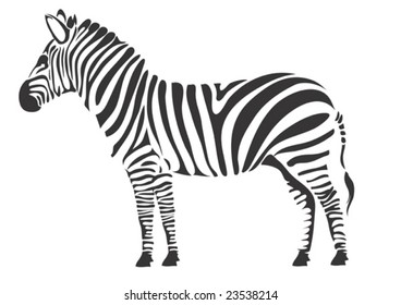 Zebra