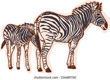 Zebra