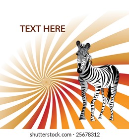 zebra
