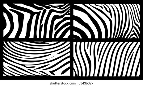 zebra