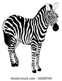 Zebra