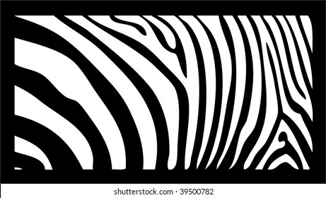  zebra