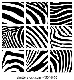 zebra