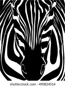 zebra