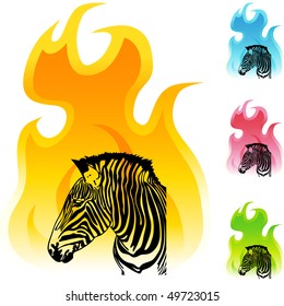 Zebra