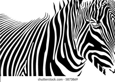 zebra