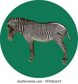 Zebra
