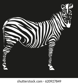 zebra