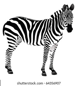 Zebra