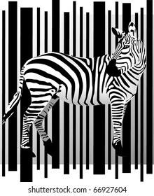 zebra