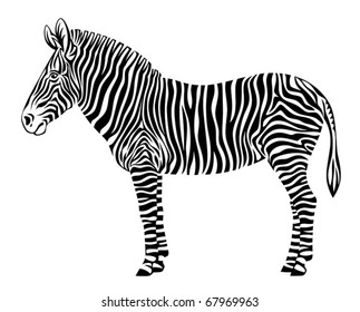 Zebra