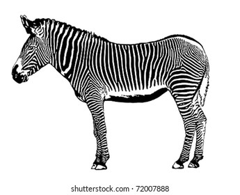 zebra