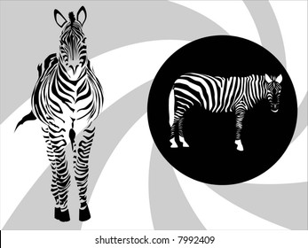 zebra