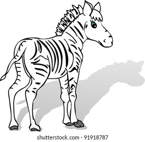  Zebra