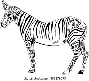 Zebra,
Zebra,     All elements are in separate layers color can be changed easily 