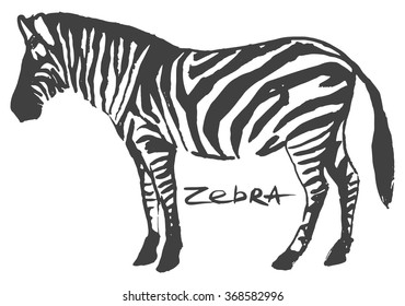 zebra animal